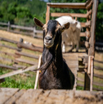 © La petite ferme des regains - Alpes Photographies