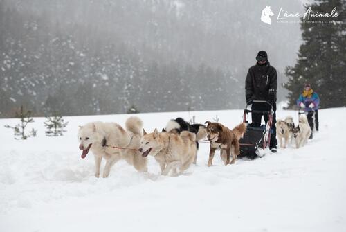 Conduite d'attelage de chiens de traîneau - Lounoock's