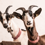 © Ferme pédagogique La Maison des Bêtes à laine_Cervières - Fabien Dupuis